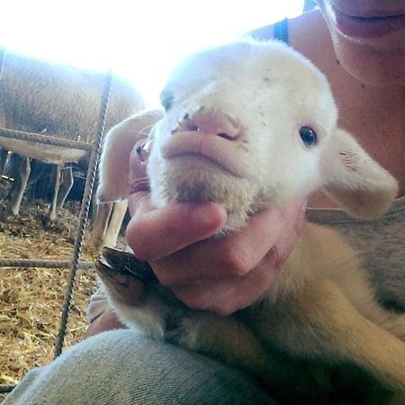 Agriturismo Oasi Del Pianettino Campagnatico المظهر الخارجي الصورة